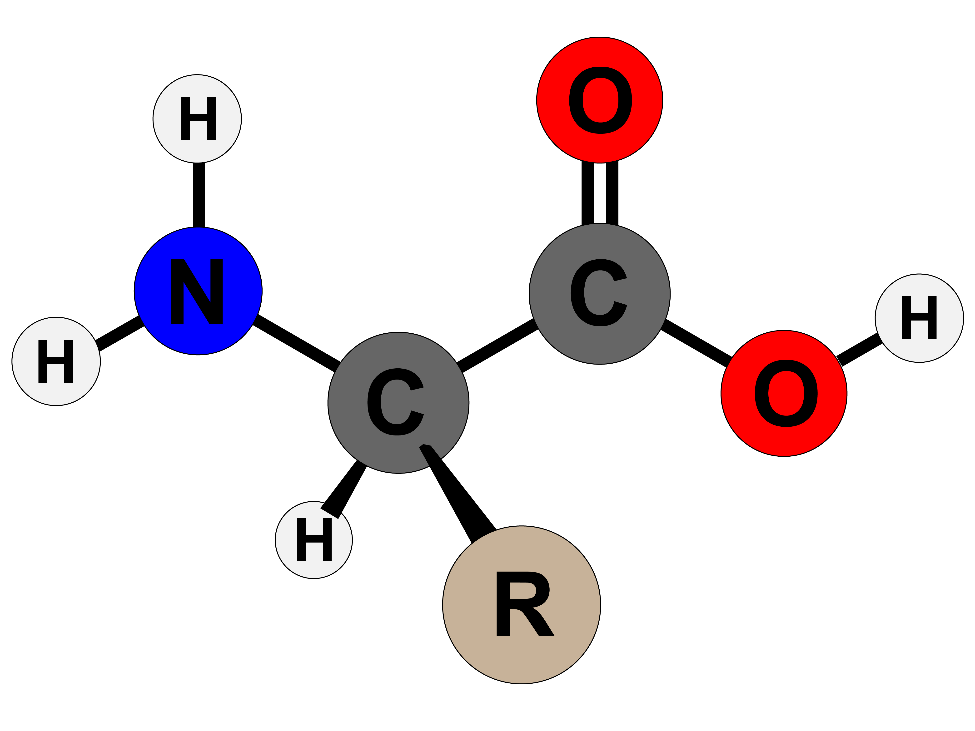 Amino Acid Structure